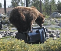 Bear-resistant carts