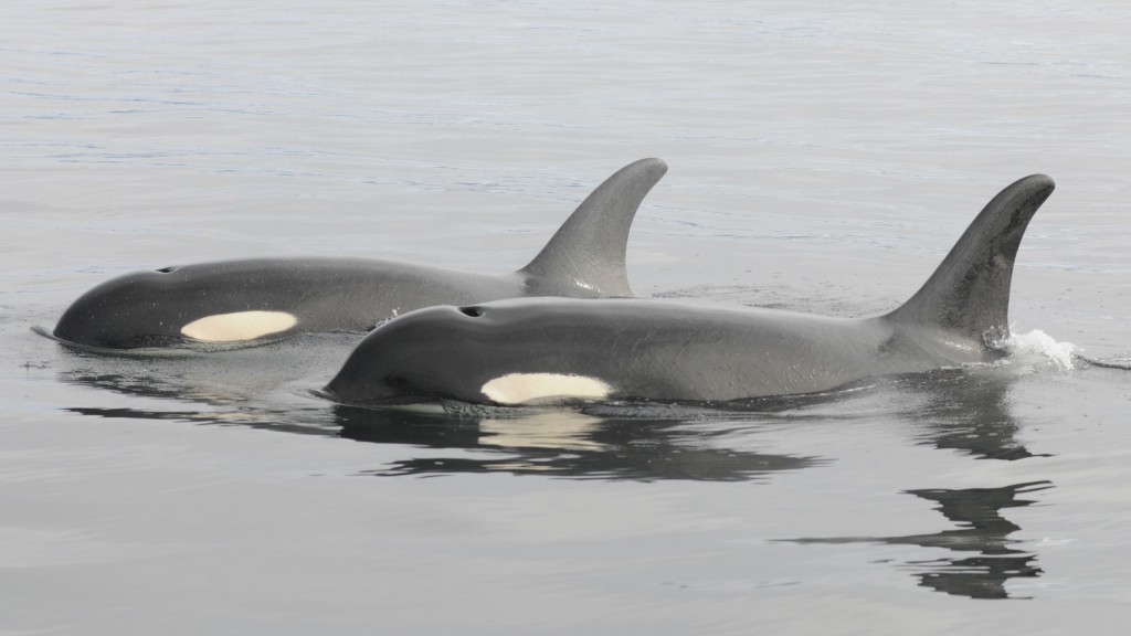 Southern Resident Killer Whales. Southern Resident Killer Whales.