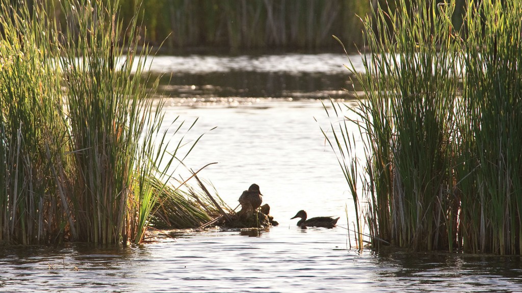 Pembina partners with Ducks Unlimited for prairie wetlands Pembina partners with Ducks Unlimited for prairie wetlands