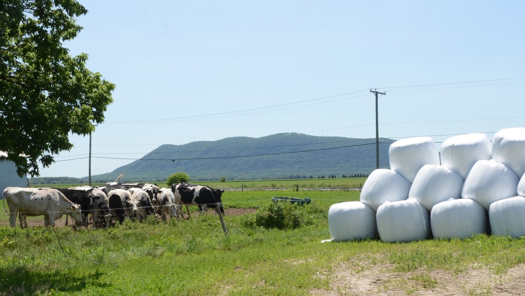 rural scene of a farm with cows