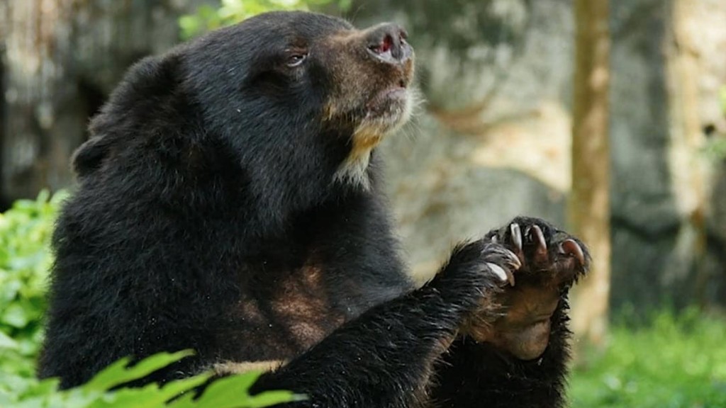 Bearnice the bear teaches BC residents how to recycle properly this holiday season
