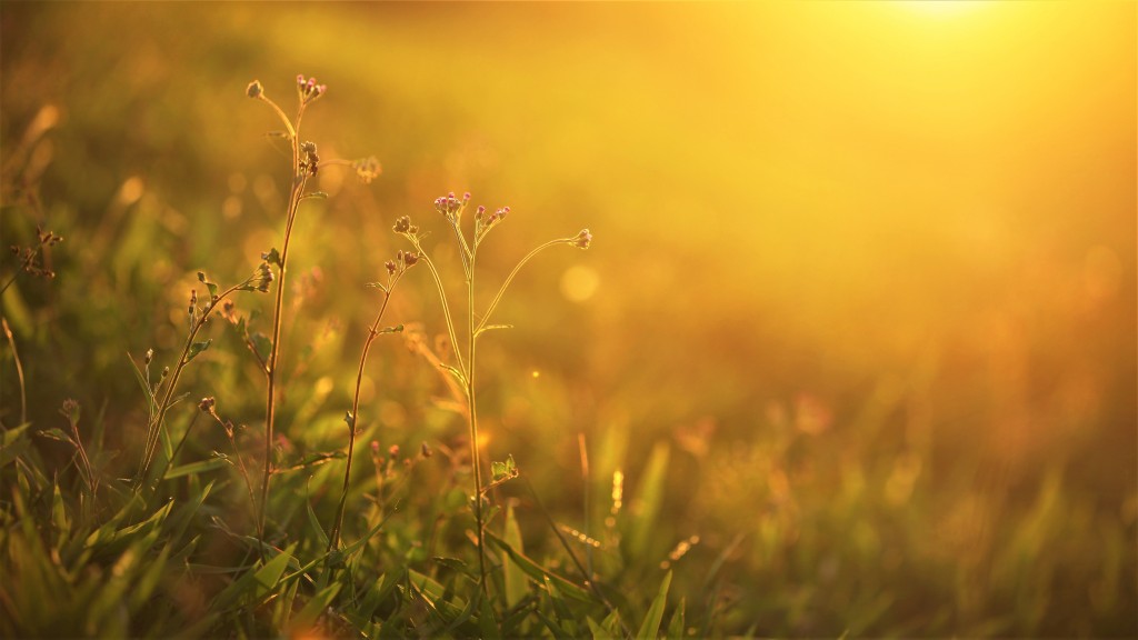 Sunlight glows on a field of budding flowers