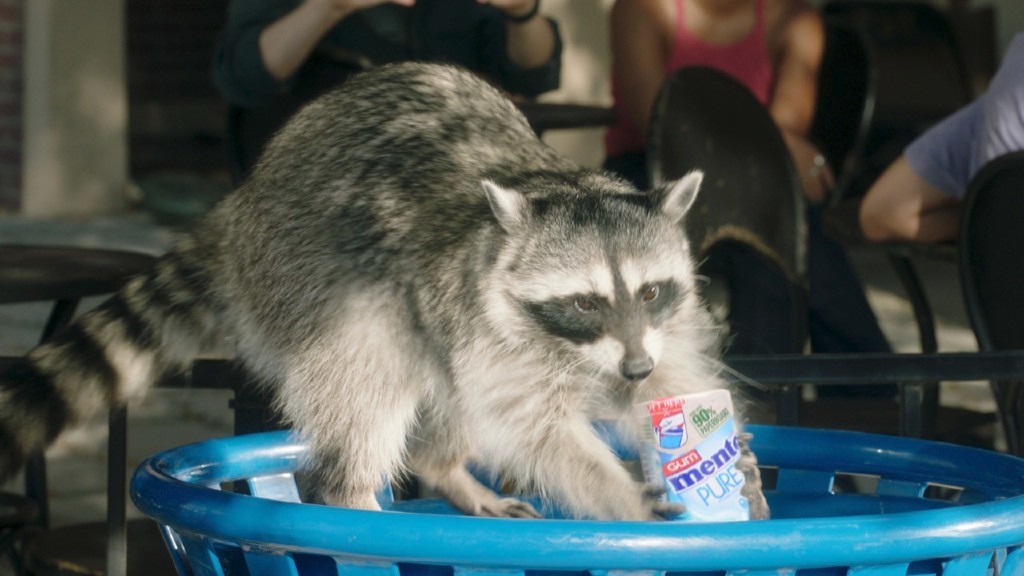 A raccoon pulls a Mentos container out of the trash