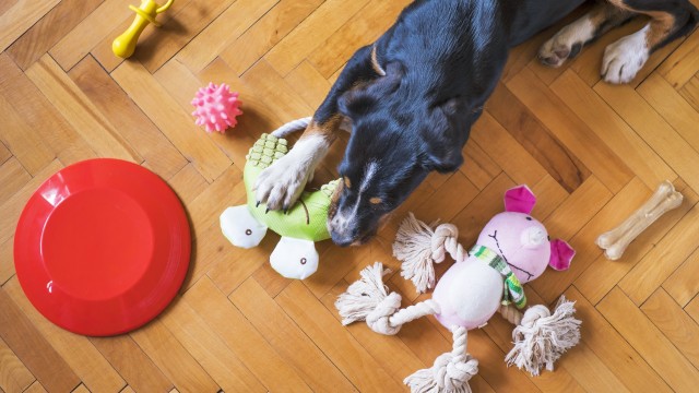 7 ways to reduce your pet’s environmental pawprint