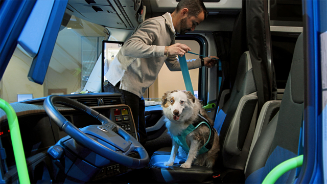 Bringing your dog on the road? Volvo Trucks' new safety guide covers everything you need to know
