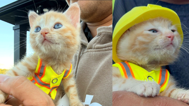 VIDEO: Kitten rescued from Komatsu long-reach excavator joins construction crew